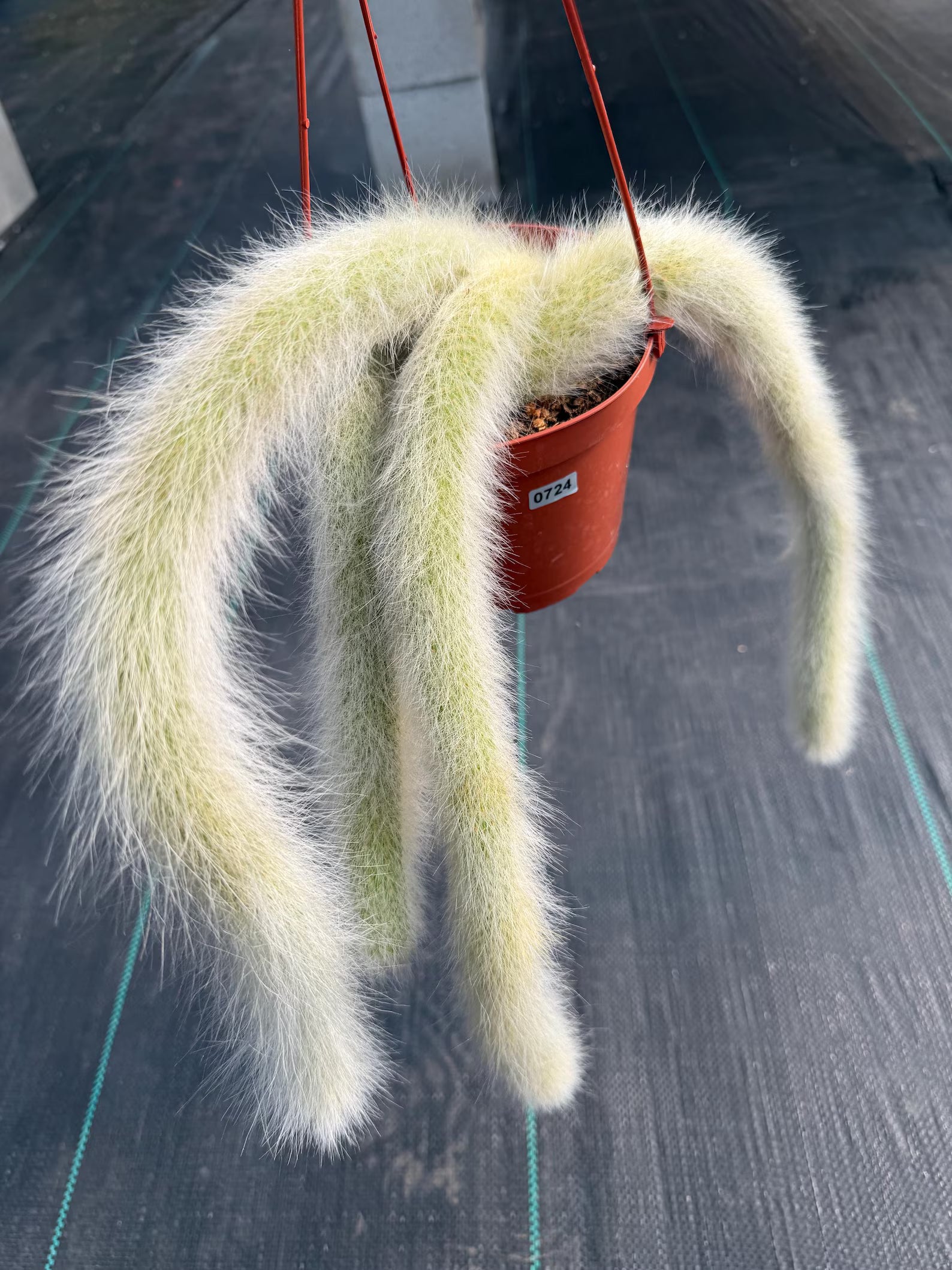 Hairy Monkey Tail Cactus  | Fuzzy White Live Cactus #724