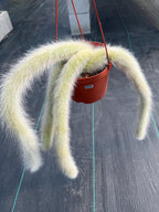 Hairy Monkey Tail Cactus  | Fuzzy White Live Cactus #724