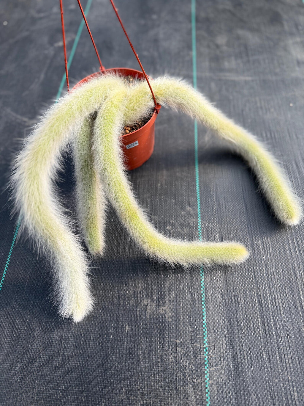 Hairy Monkey Tail Cactus  | Fuzzy White Live Cactus #724