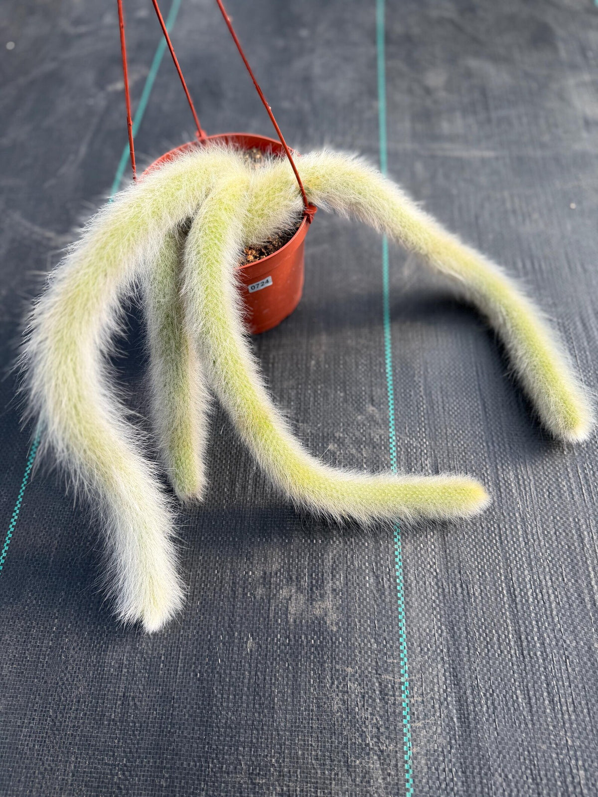 Hairy Monkey Tail Cactus  | Fuzzy White Live Cactus #724