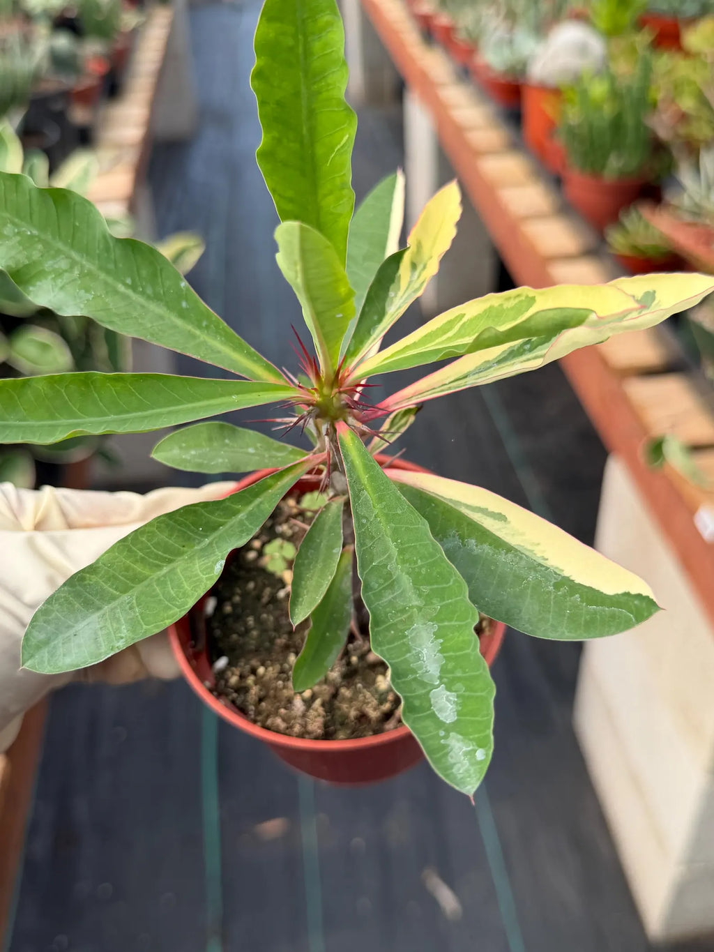 Variegated Crown of Thorns | Rare Euphorbia Succulent Plant