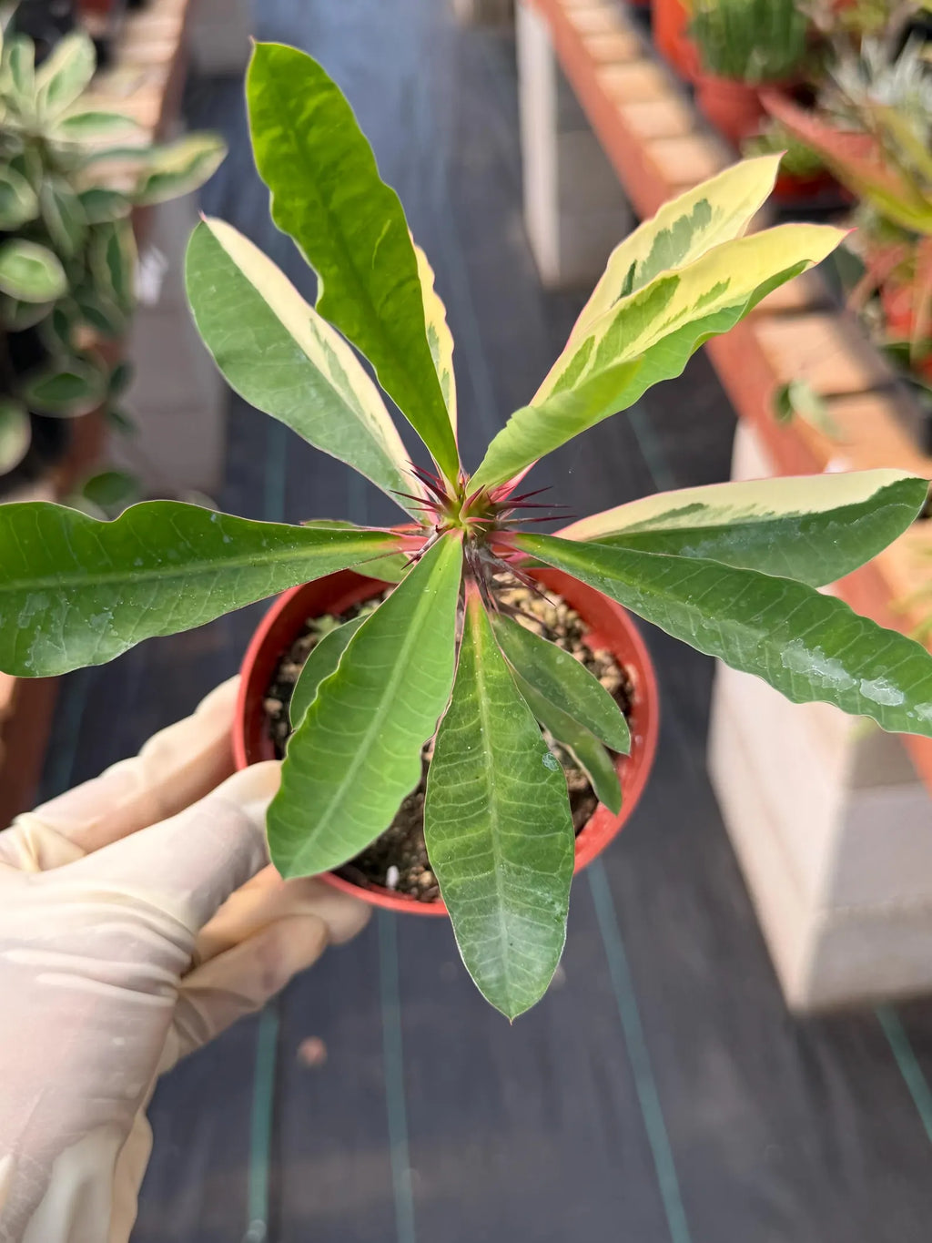 Variegated Crown of Thorns | Rare Euphorbia Succulent Plant
