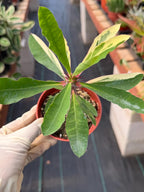 Variegated Crown of Thorns | Rare Euphorbia Succulent Plant