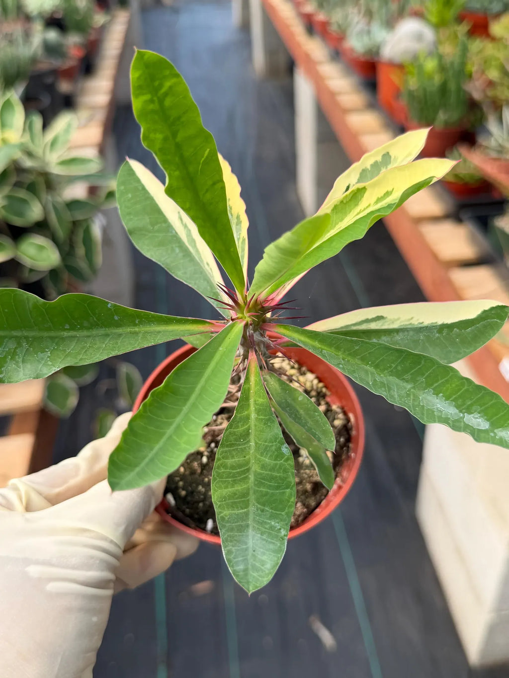 Variegated Crown of Thorns | Rare Euphorbia Succulent Plant