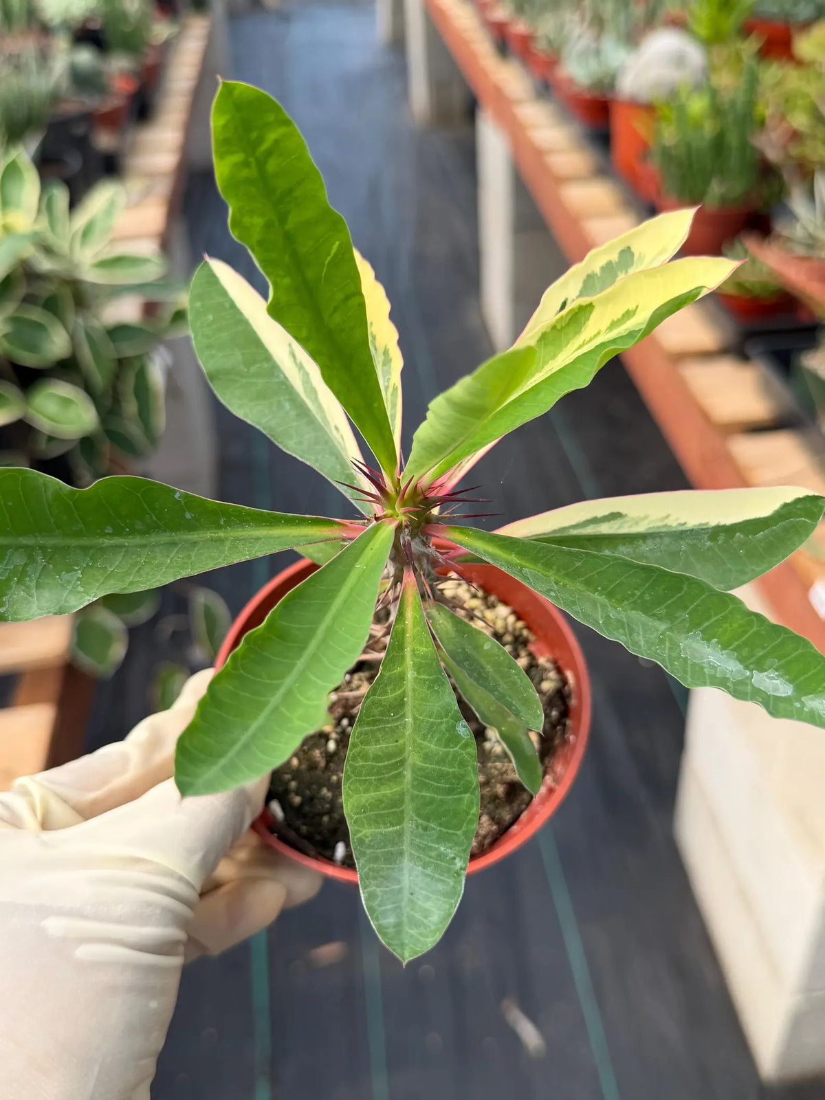 Variegated Crown of Thorns | Rare Euphorbia Succulent Plant
