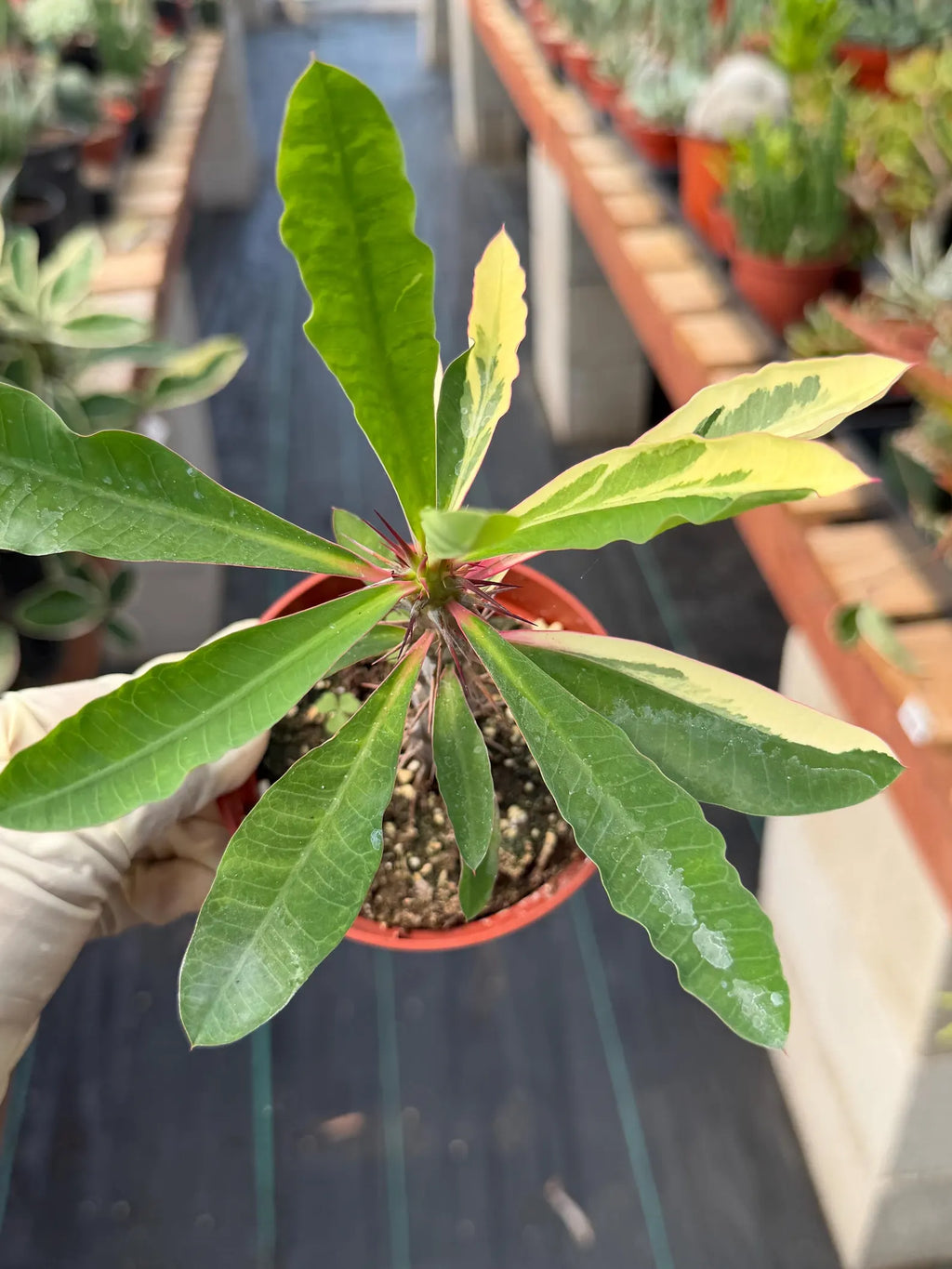 Variegated Crown of Thorns | Rare Euphorbia Succulent Plant