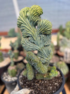 Crested Blue Myrtle Cactus #720 | Tall Form | Rare Live Plant
