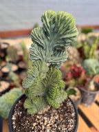 Crested Blue Myrtle Cactus #720 | Tall Form | Rare Live Plant