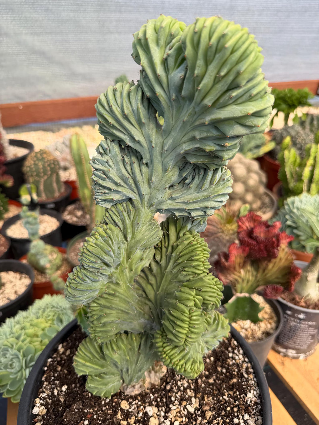 Crested Blue Myrtle Cactus #720 | Tall Form | Rare Live Plant