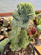 Crested Blue Myrtle Cactus #720 | Tall Form | Rare Live Plant