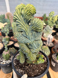 Crested Blue Myrtle Cactus #720 | Tall Form | Rare Live Plant