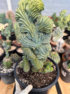 Crested Blue Myrtle Cactus #720 | Tall Form | Rare Live Plant