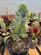 Crested Blue Myrtle Cactus #720 | Tall Form | Rare Live Plant