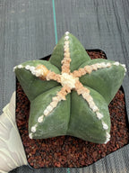 Astrophytum Myriostigma Rensei | Seed Grown Rare Cactus