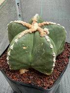 Astrophytum Myriostigma Rensei | Seed Grown Rare Cactus