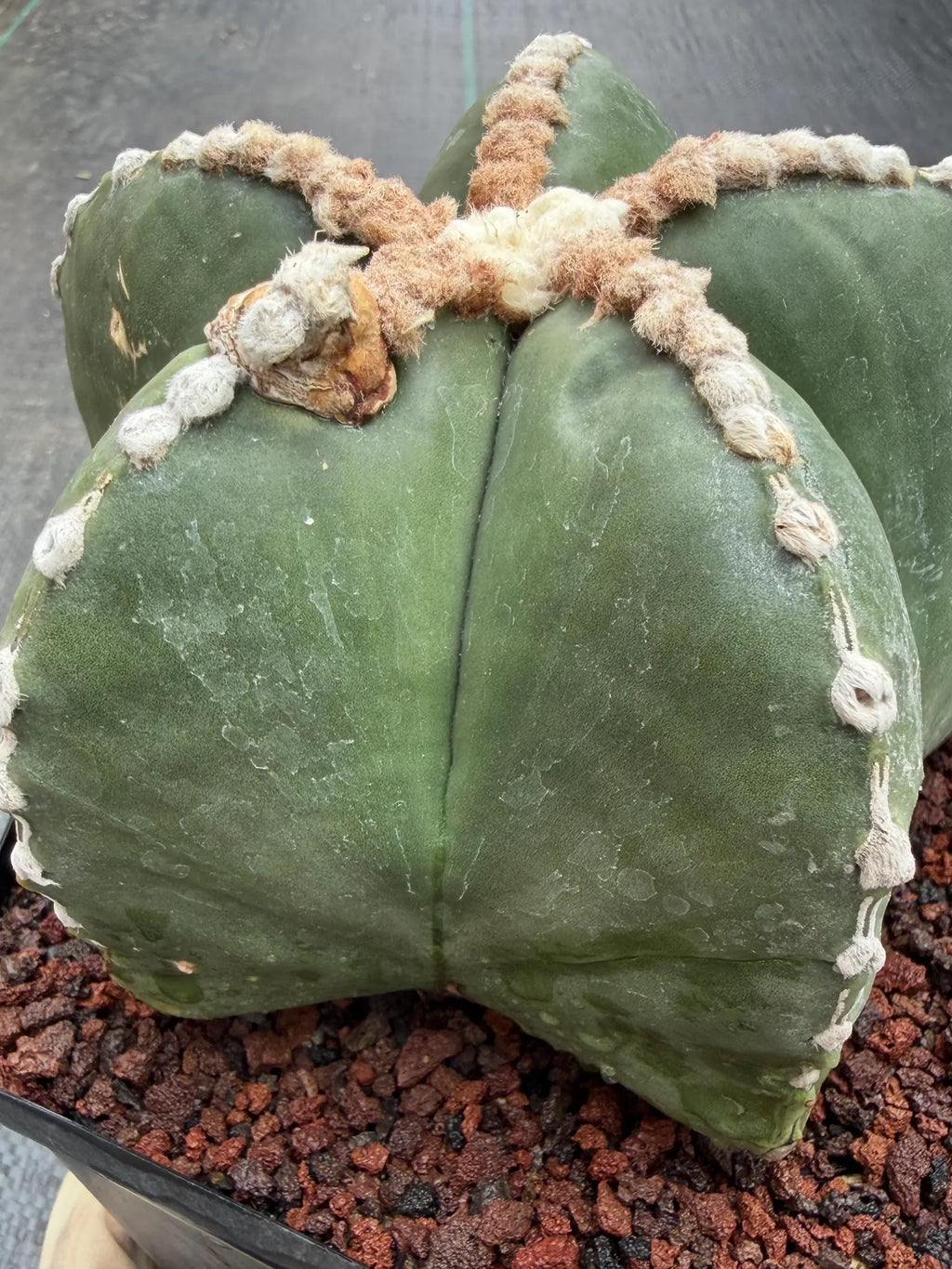 Astrophytum Myriostigma Rensei | Seed Grown Rare Cactus