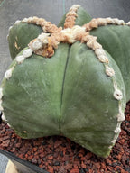 Astrophytum Myriostigma Rensei | Seed Grown Rare Cactus