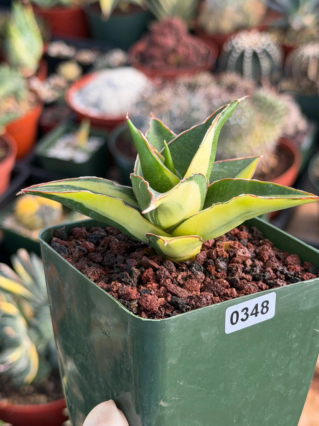 Variegated Sansevieria Maya #348 | Rare Easy-Care Houseplant