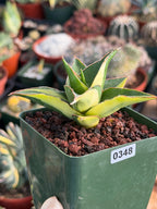Variegated Sansevieria Maya #348 | Rare Easy-Care Houseplant