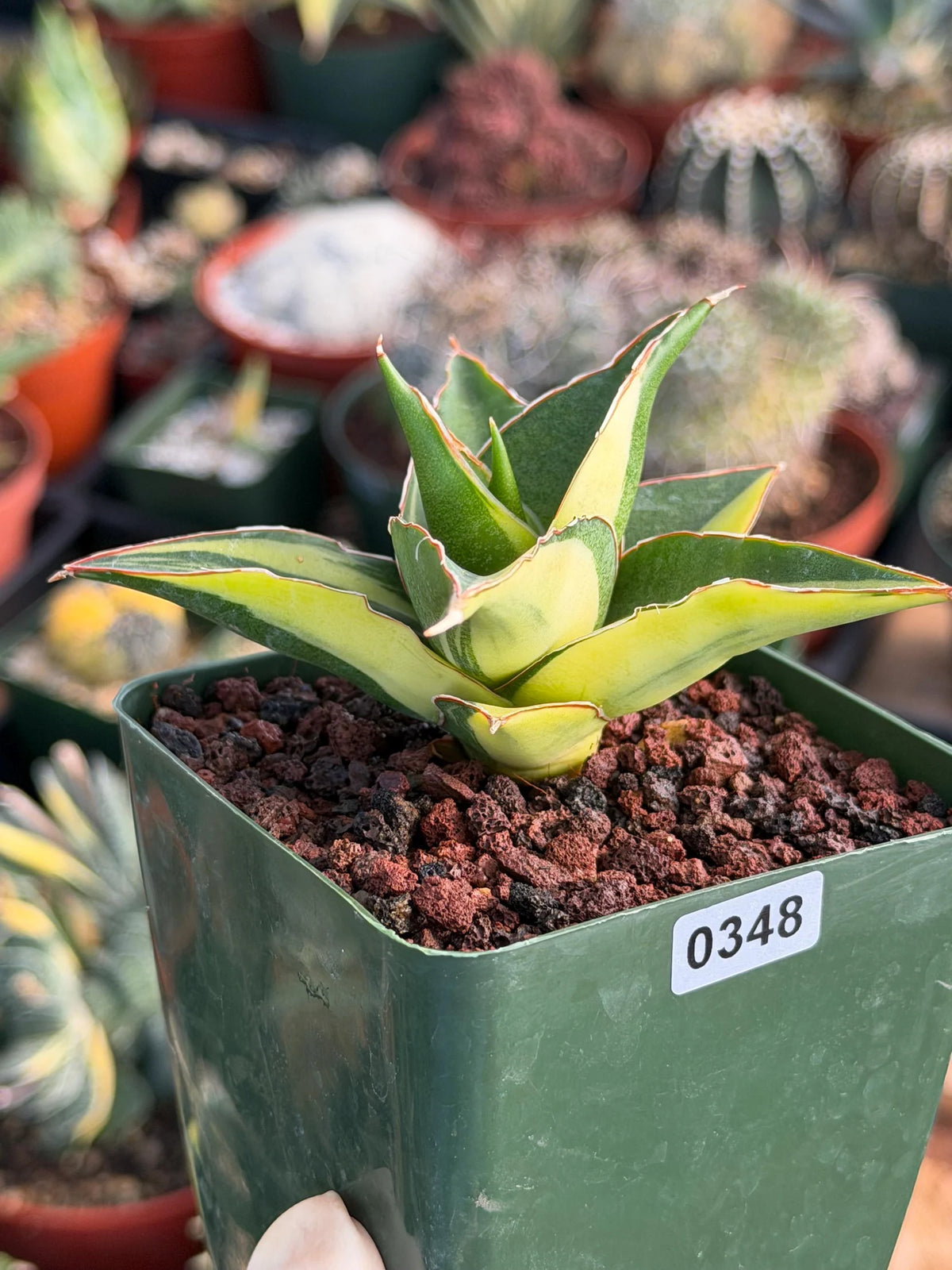 Variegated Sansevieria Maya #348 | Rare Easy-Care Houseplant