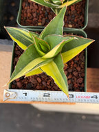 Variegated Sansevieria Maya #348 | Rare Easy-Care Houseplant