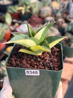 Variegated Sansevieria Maya #348 | Rare Easy-Care Houseplant