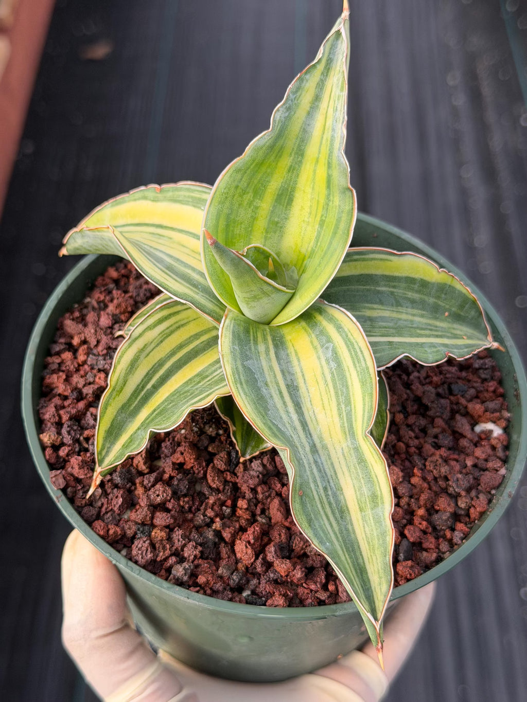 Variegated Sansevieria Blue Kew Live Snake Plant #16