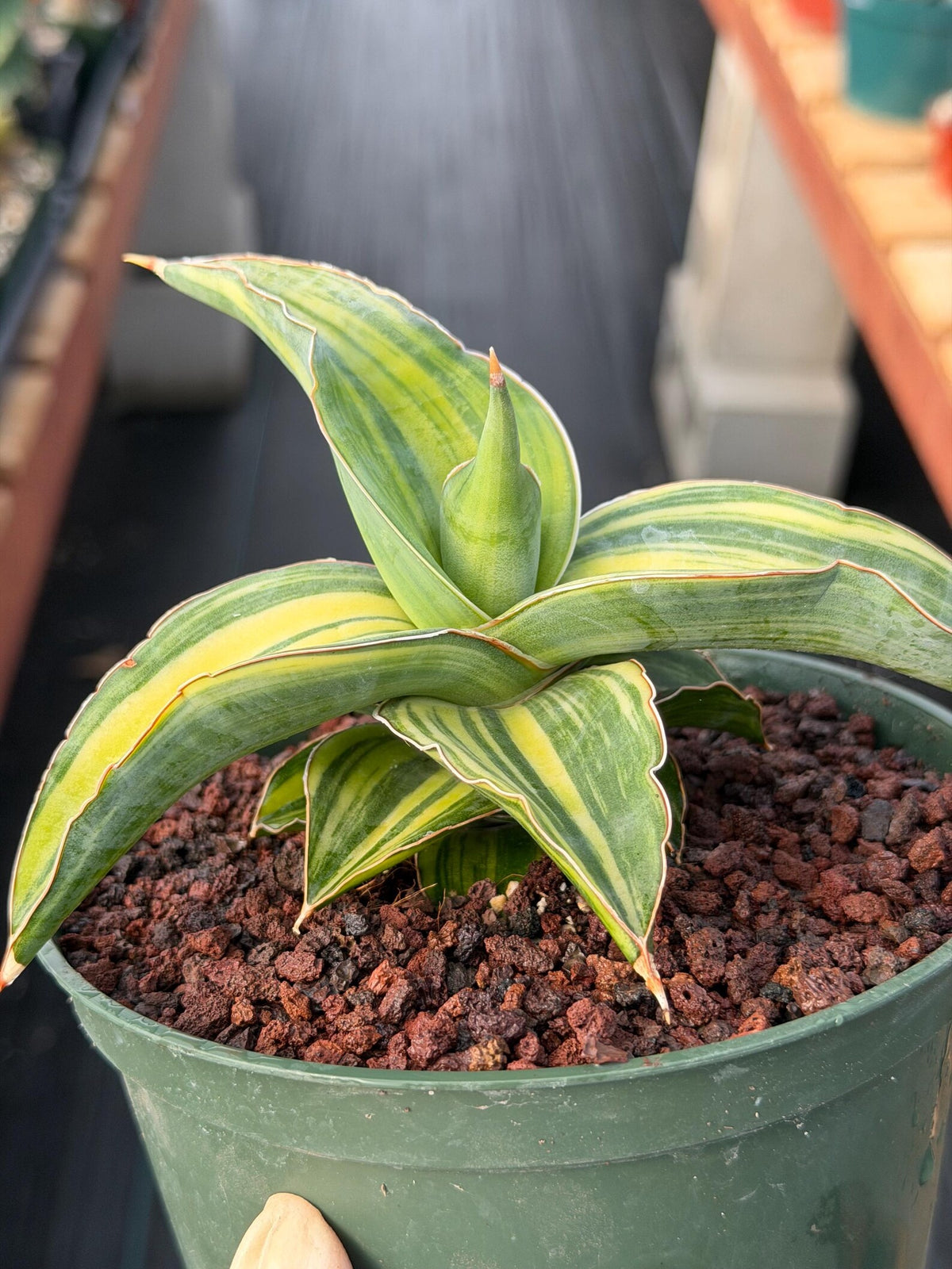 Variegated Sansevieria Blue Kew Live Snake Plant #16