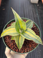 Variegated Sansevieria Blue Kew Live Snake Plant #16