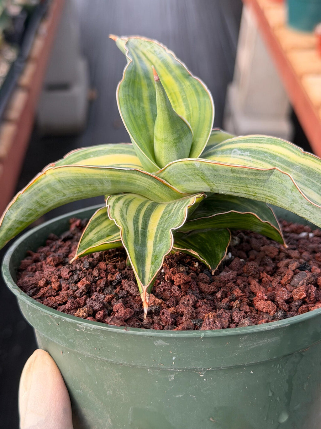 Variegated Sansevieria Blue Kew Live Snake Plant #16