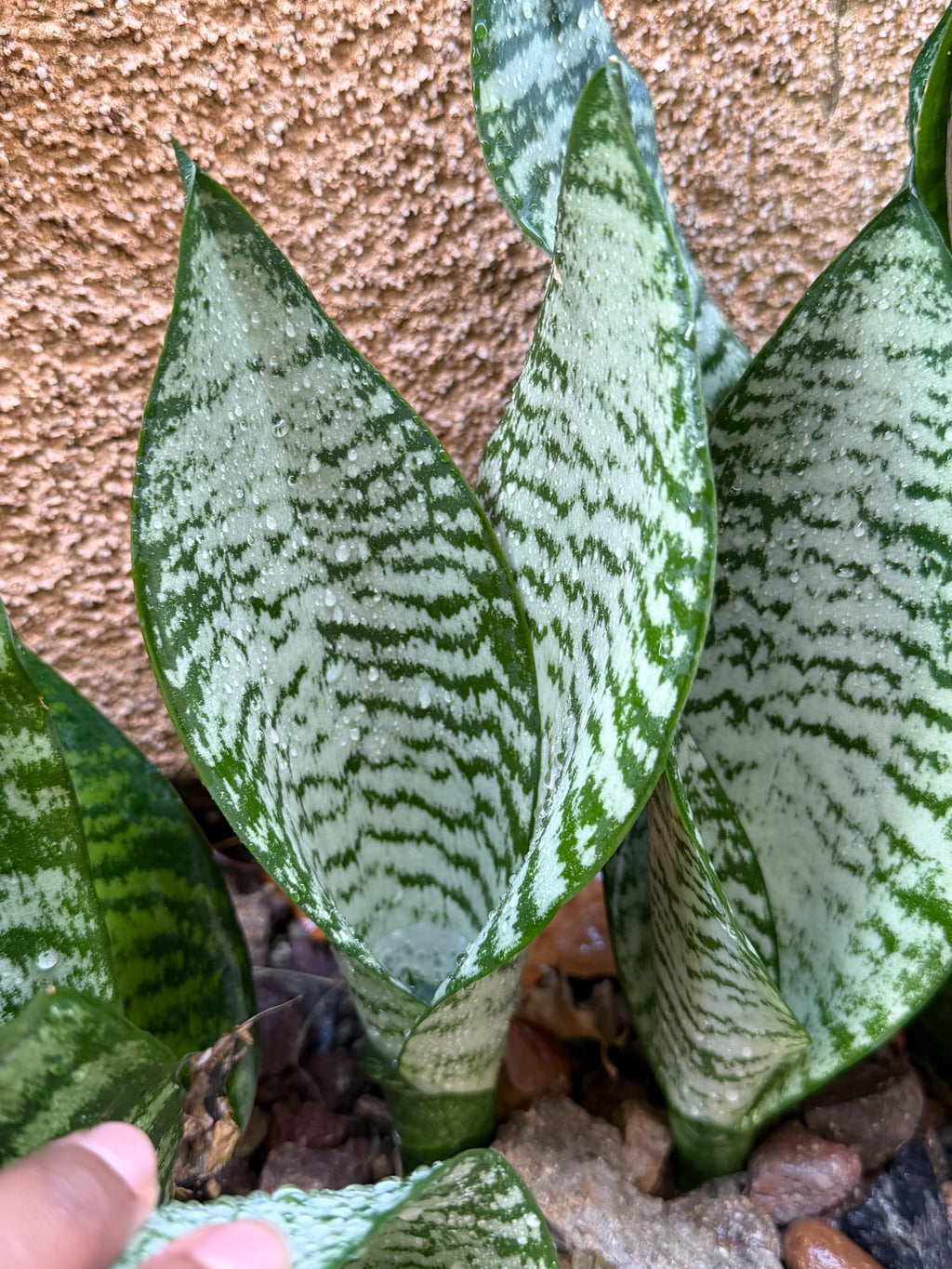 Silvery Sansevieria Trifasciata | Easy Care Snake Plant | Live Houseplant