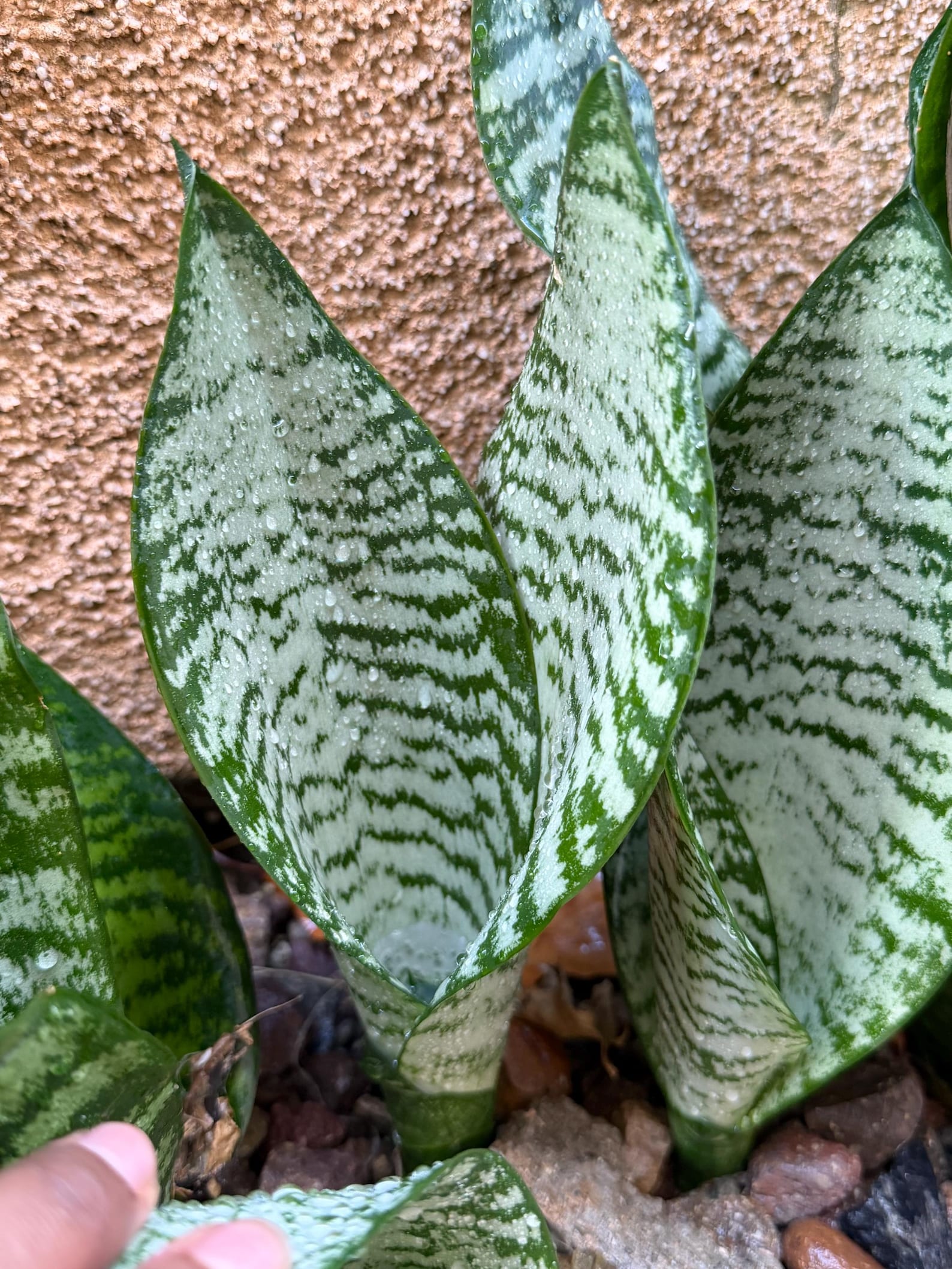 Silvery Sansevieria Trifasciata | Easy Care Snake Plant | Live Houseplant