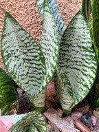 Silvery Sansevieria Trifasciata | Easy Care Snake Plant | Live Houseplant