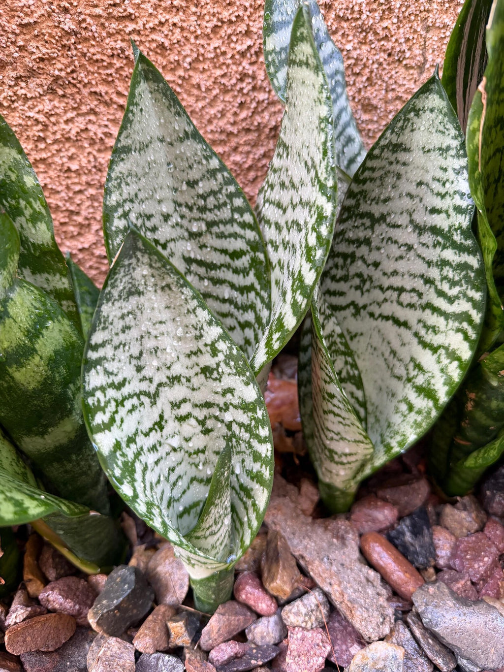 Silvery Sansevieria Trifasciata | Easy Care Snake Plant | Live Houseplant