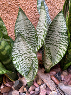 Silvery Sansevieria Trifasciata | Easy Care Snake Plant | Live Houseplant