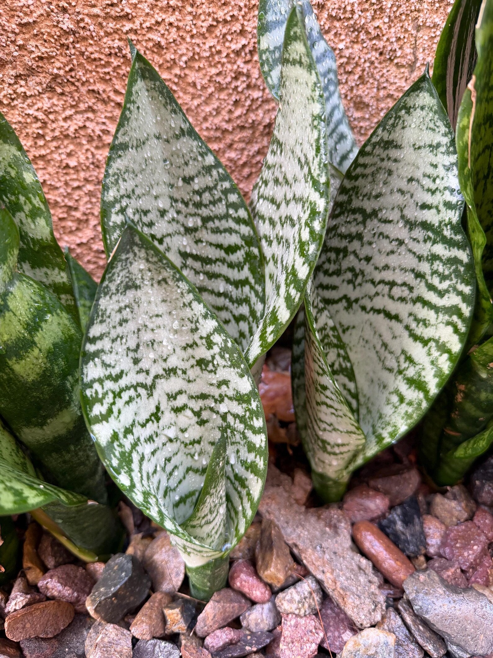 Silvery Sansevieria Trifasciata | Easy Care Snake Plant | Live Houseplant