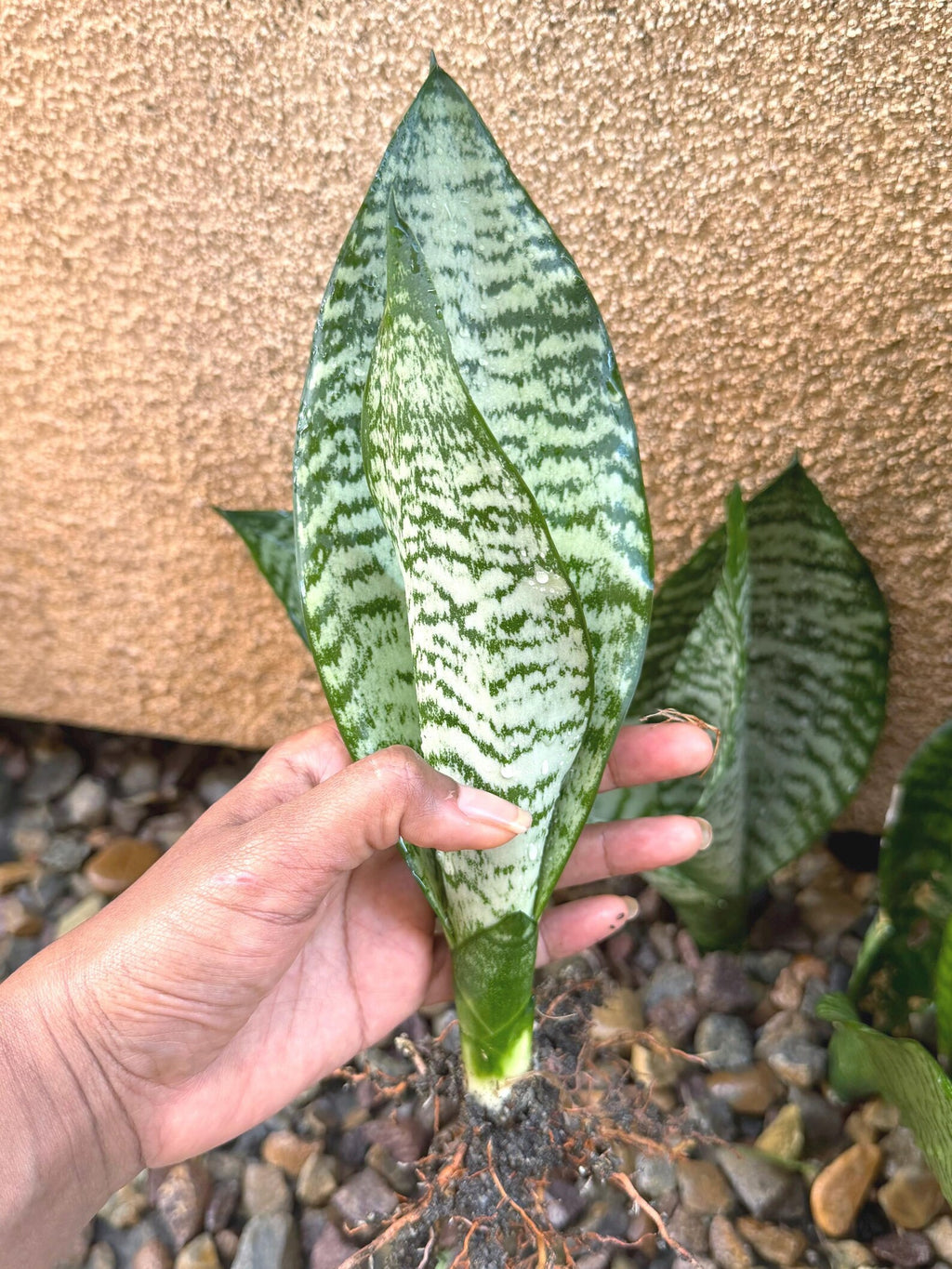 Silvery Sansevieria Trifasciata | Easy Care Snake Plant | Live Houseplant