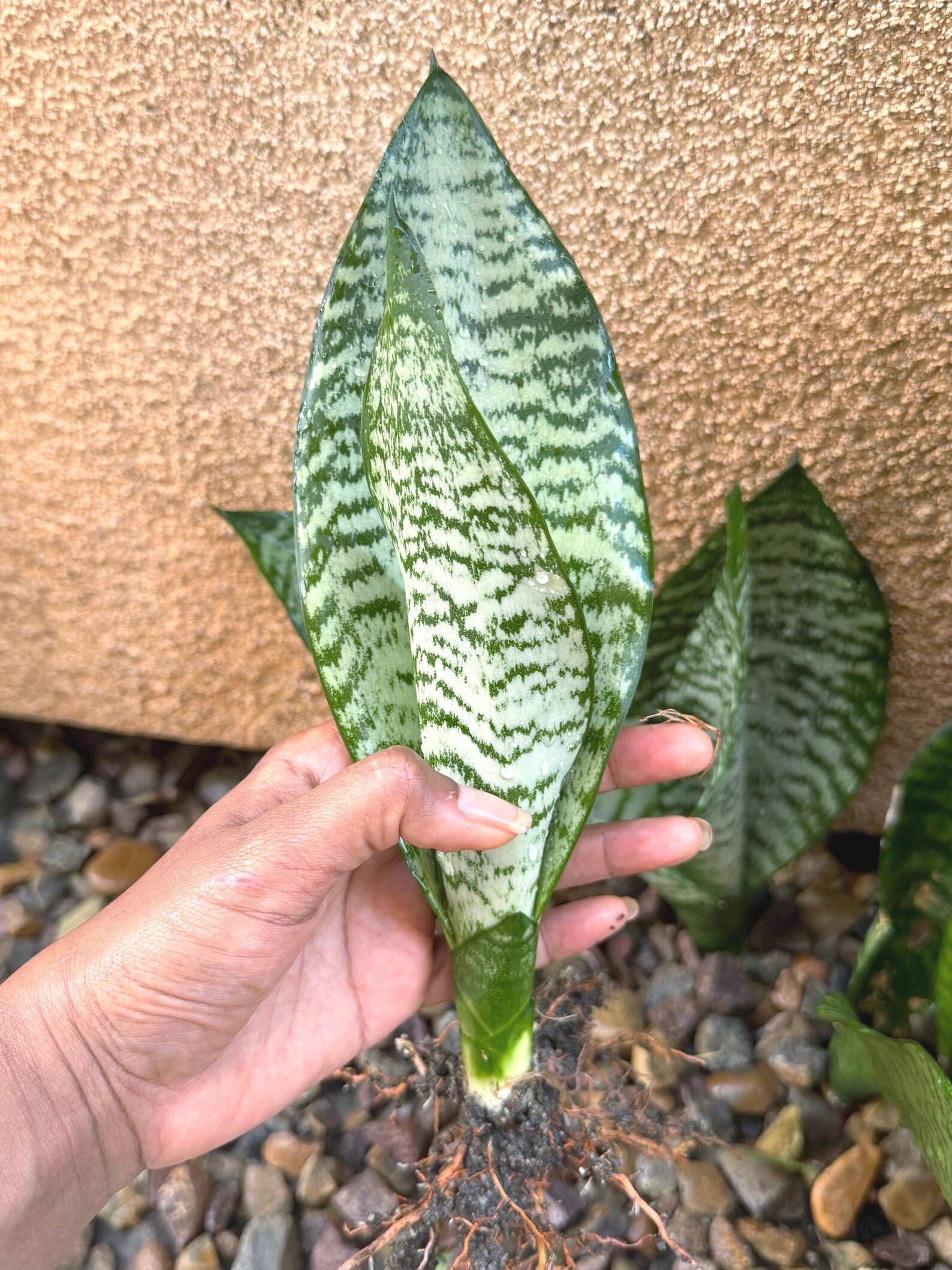 Silvery Sansevieria Trifasciata | Easy Care Snake Plant | Live Houseplant