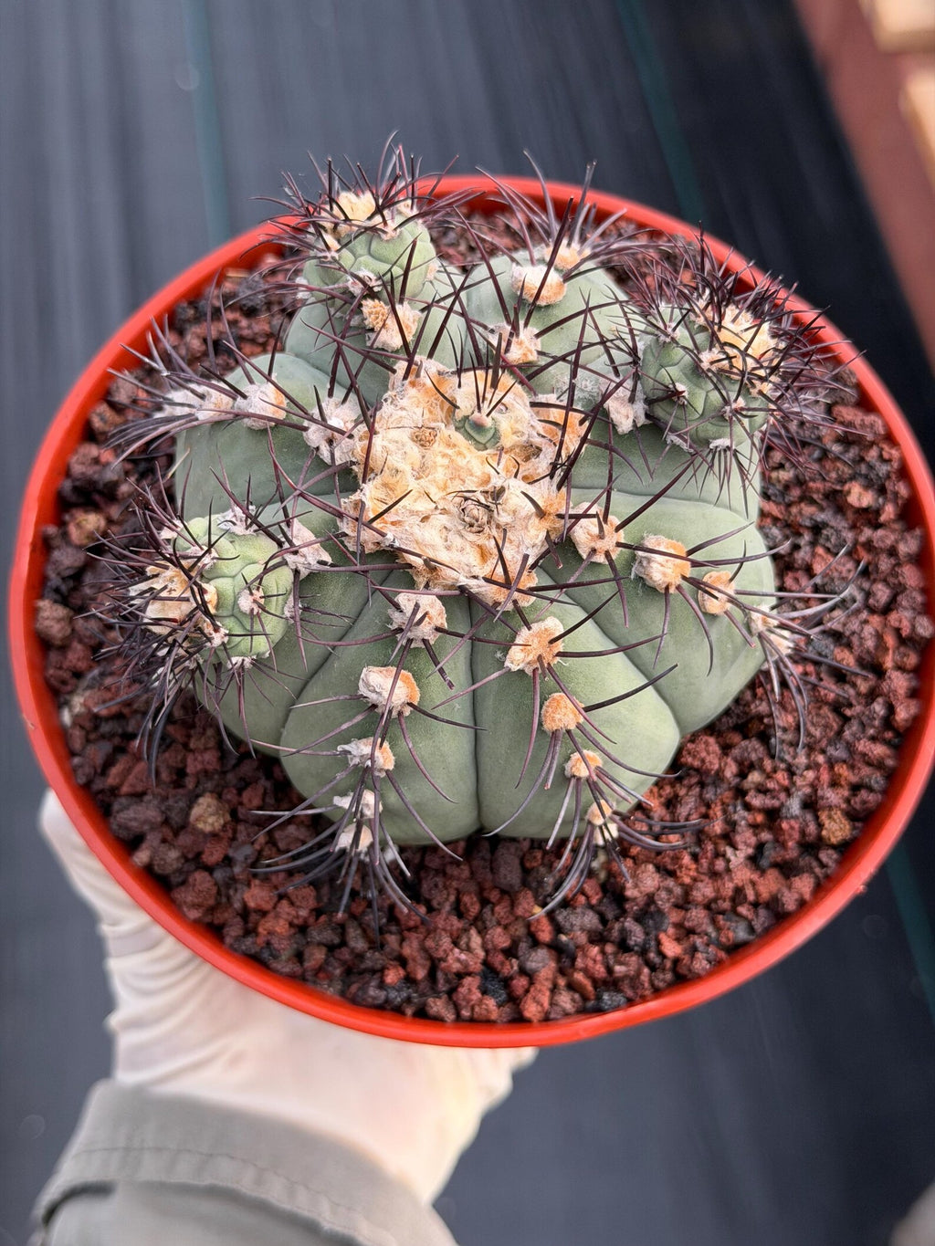 Gymnocalycium Cabreraense VOS 2122 with Pups | Seed Grown Cactus #746