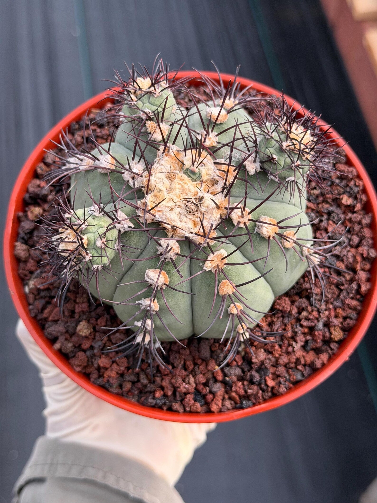 Gymnocalycium Cabreraense VOS 2122 with Pups | Seed Grown Cactus #746