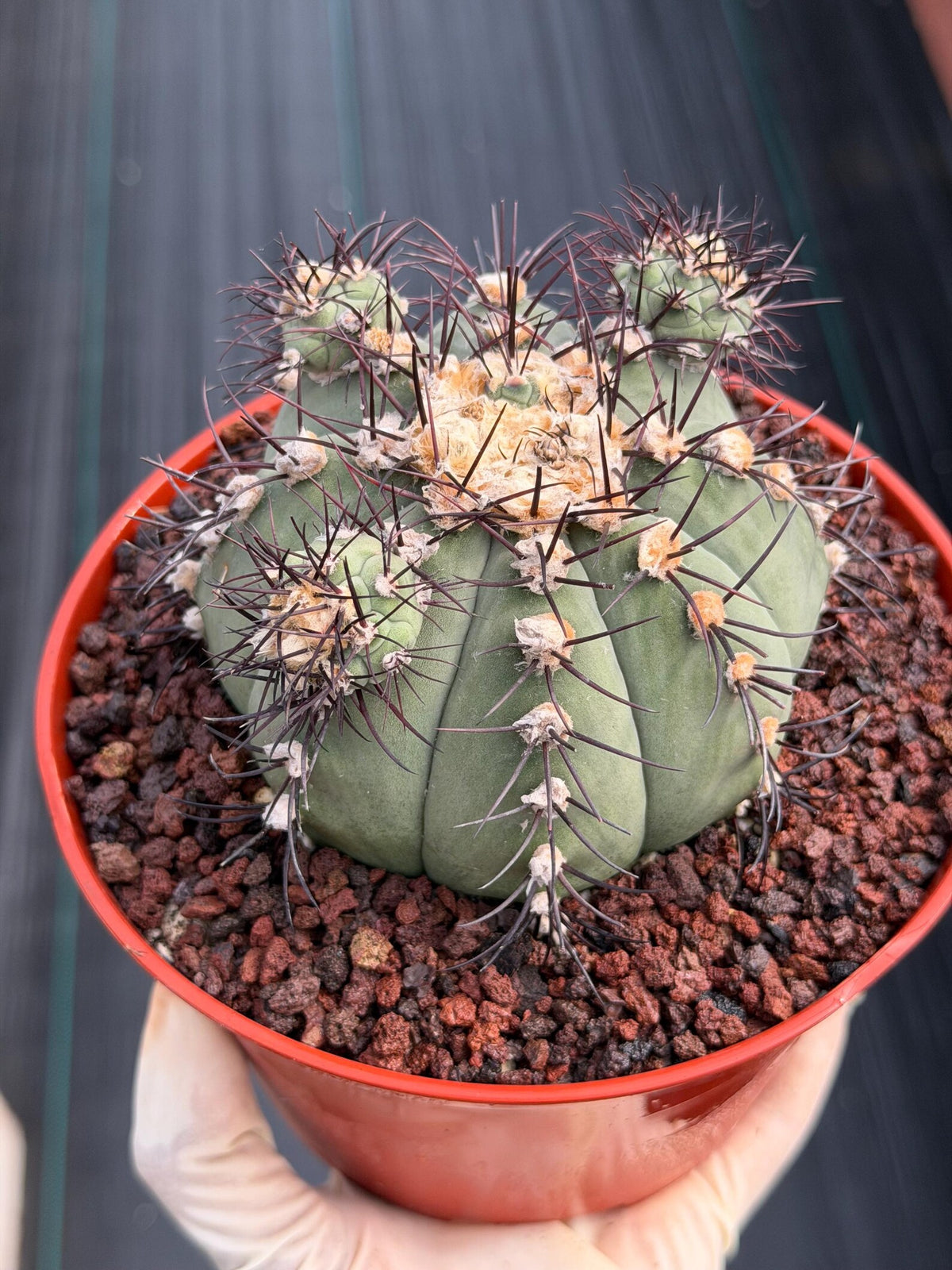 Gymnocalycium Cabreraense VOS 2122 with Pups | Seed Grown Cactus #746