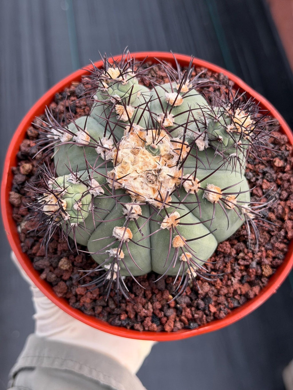 Gymnocalycium Cabreraense VOS 2122 with Pups | Seed Grown Cactus #746