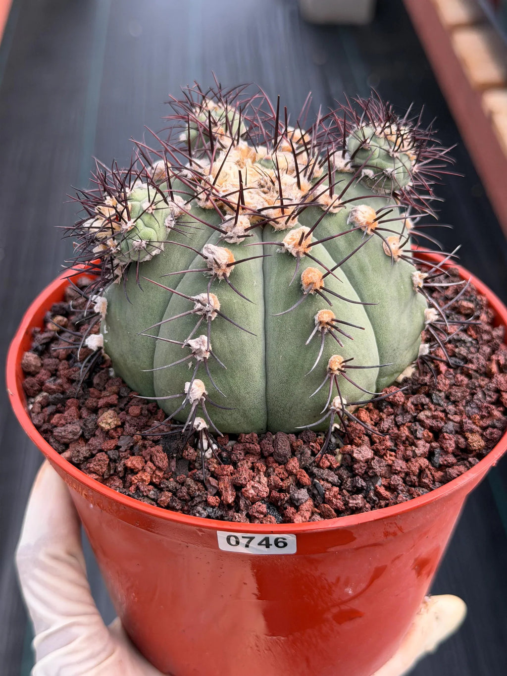 Gymnocalycium Cabreraense VOS 2122 with Pups | Seed Grown Cactus #746
