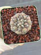Copiapoa Cinerea Rare Collector Live Cactus #380