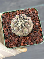 Copiapoa Cinerea Rare Collector Live Cactus #380
