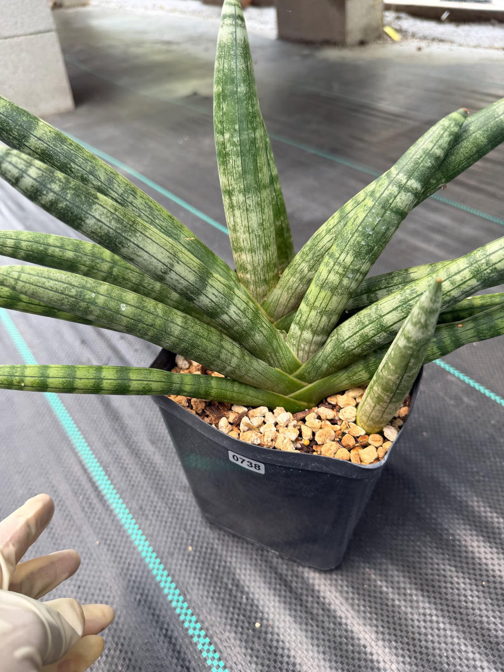 Sansevieria Boncel Set of 2 with Pup Live House Plants #738