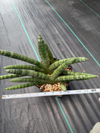 Sansevieria Boncel Set of 2 with Pup Live House Plants #738