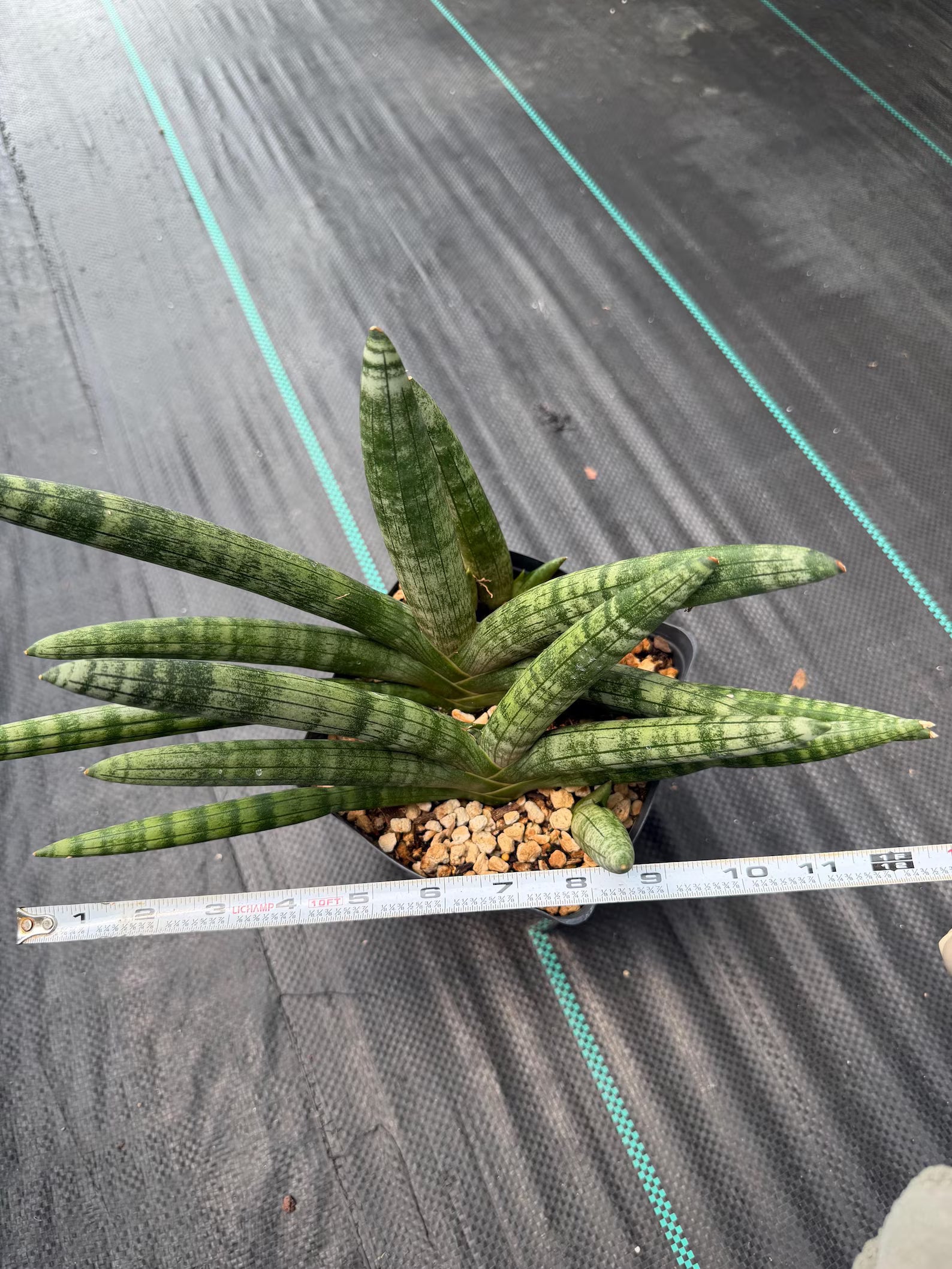 Sansevieria Boncel Set of 2 with Pup Live House Plants #738