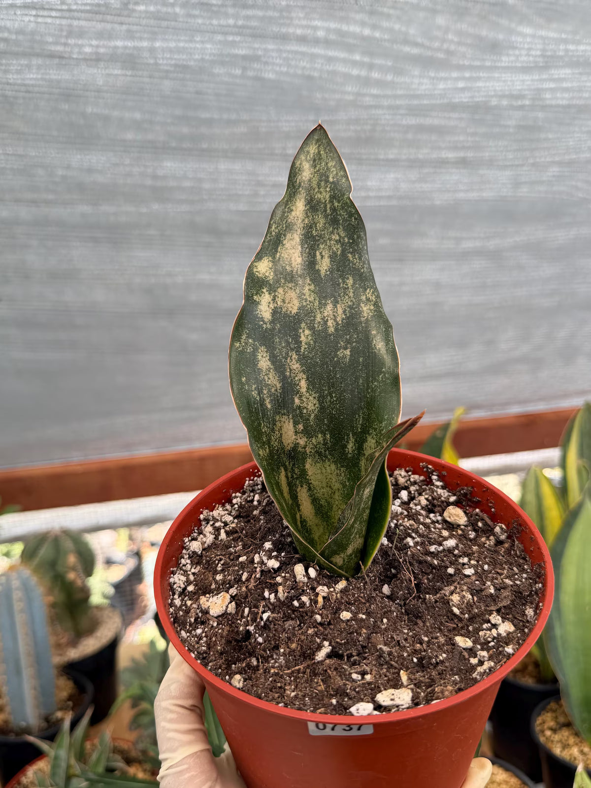 Sansevieria Kirkii Copper Tone Rare Easy-Care Houseplant