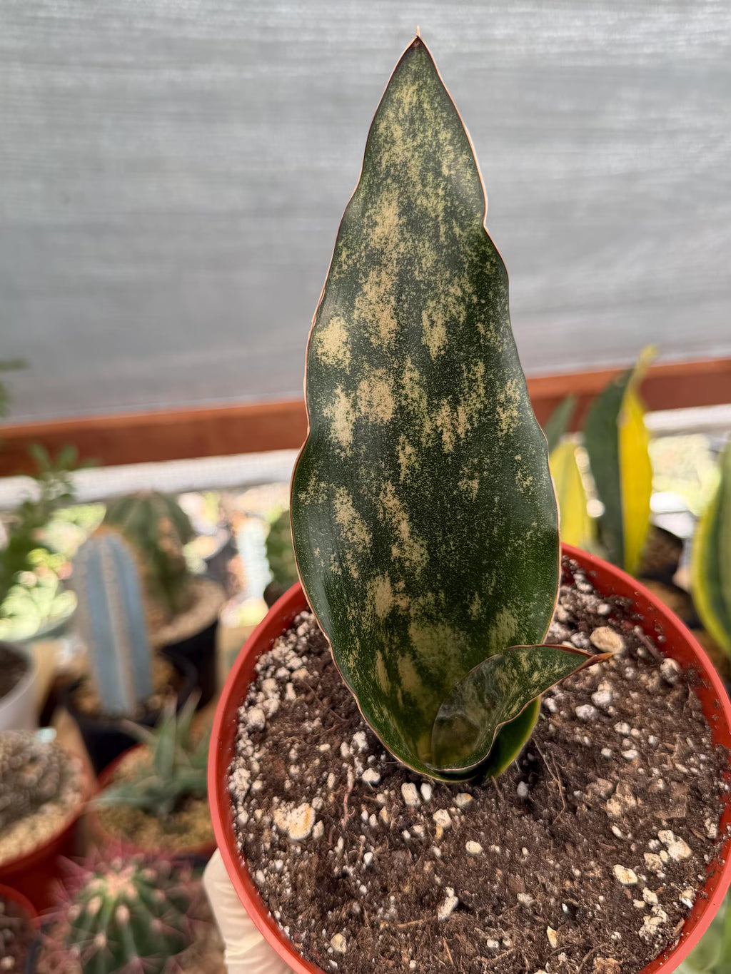Sansevieria Kirkii Copper Tone Rare Easy-Care Houseplant